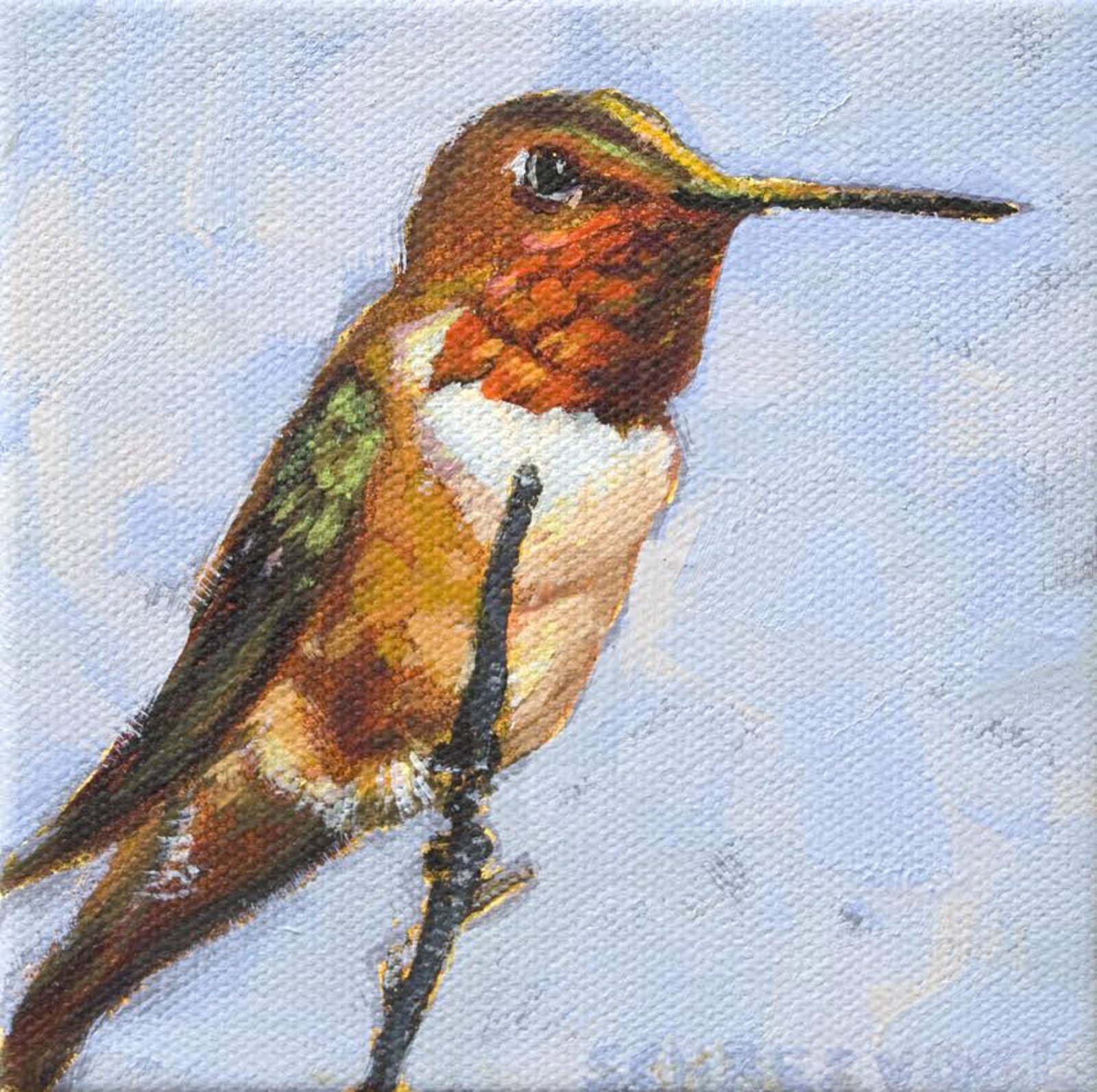 Rufous Hummingbird by Anne Schreivogl by Anne Schreivogl