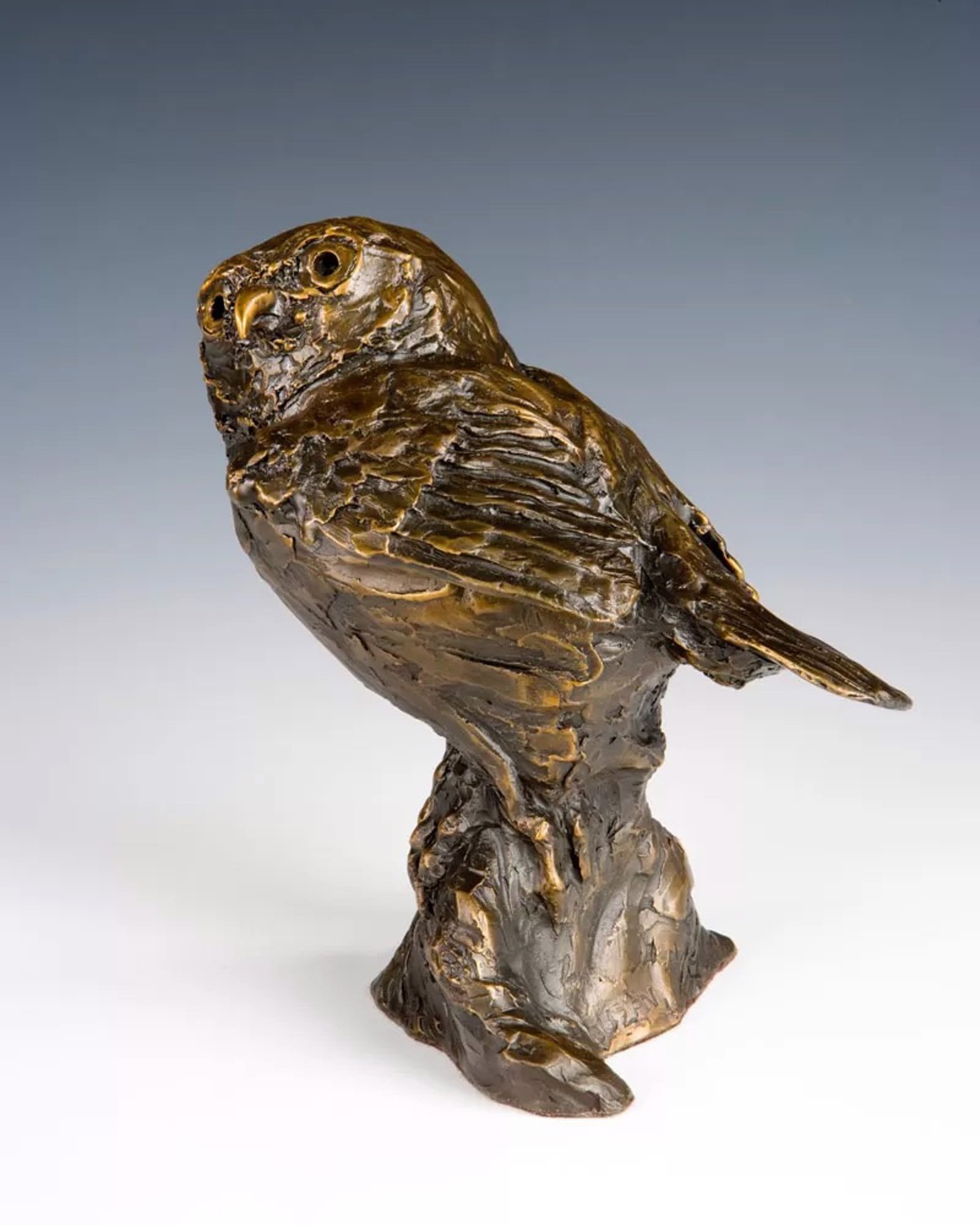 Pygmy Owl by Barbara Duzan by Barbara Duzan