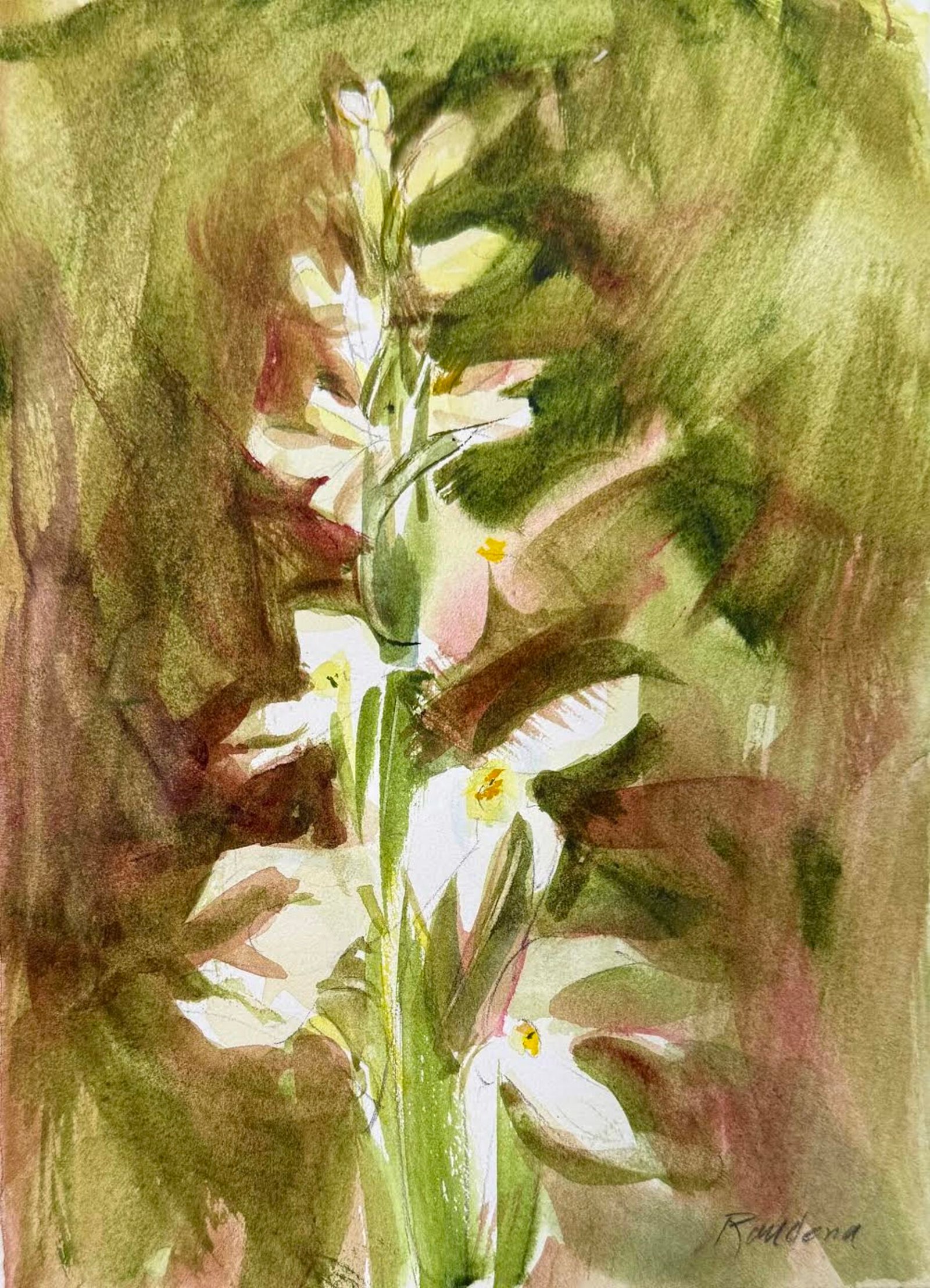 Bog Orchid — Randena Walsh