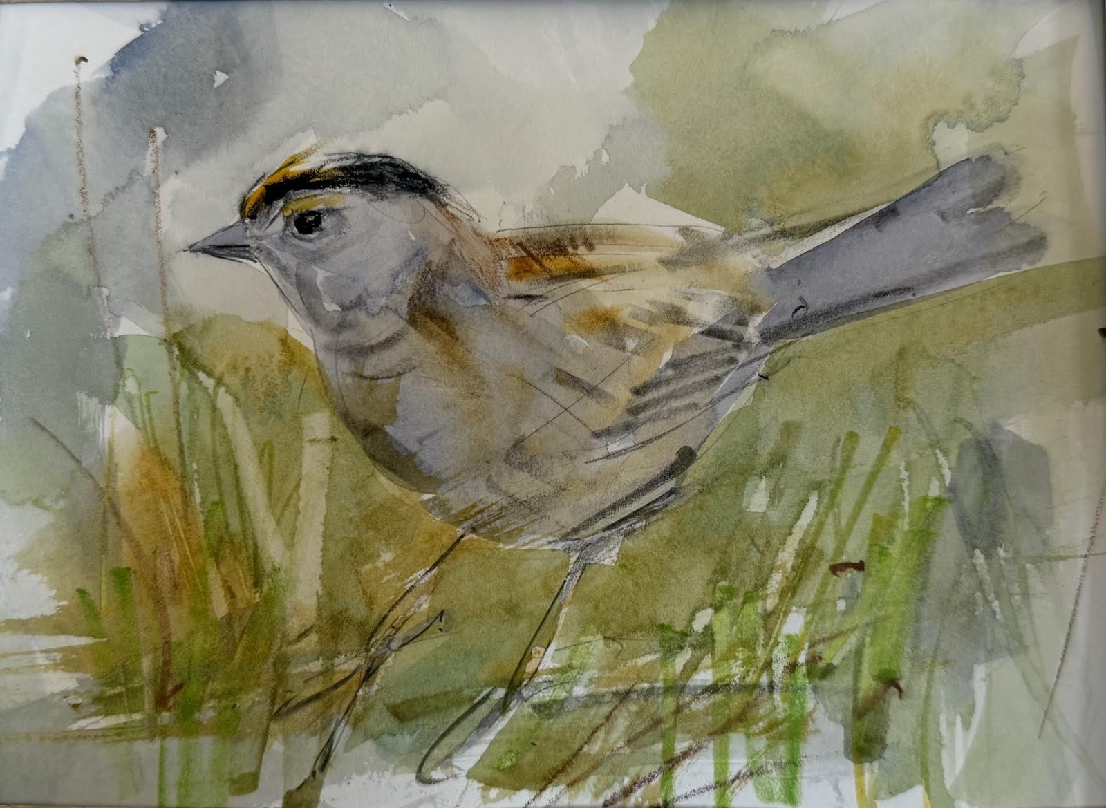Golden-Crowned Sparrow 3 by Randena Walsh by Randena Walsh