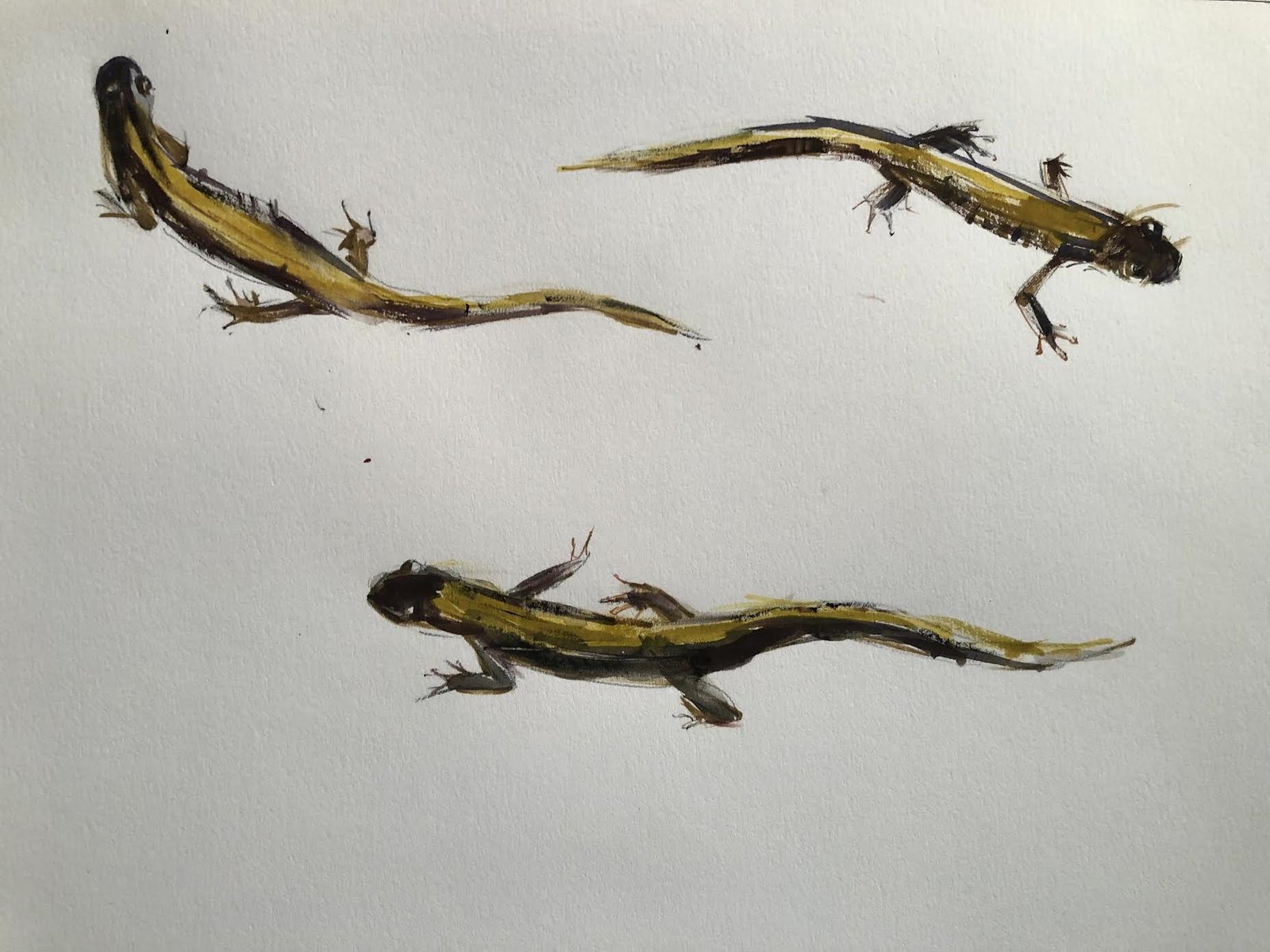 Long Toed Salamanders Studies by Randena Walsh