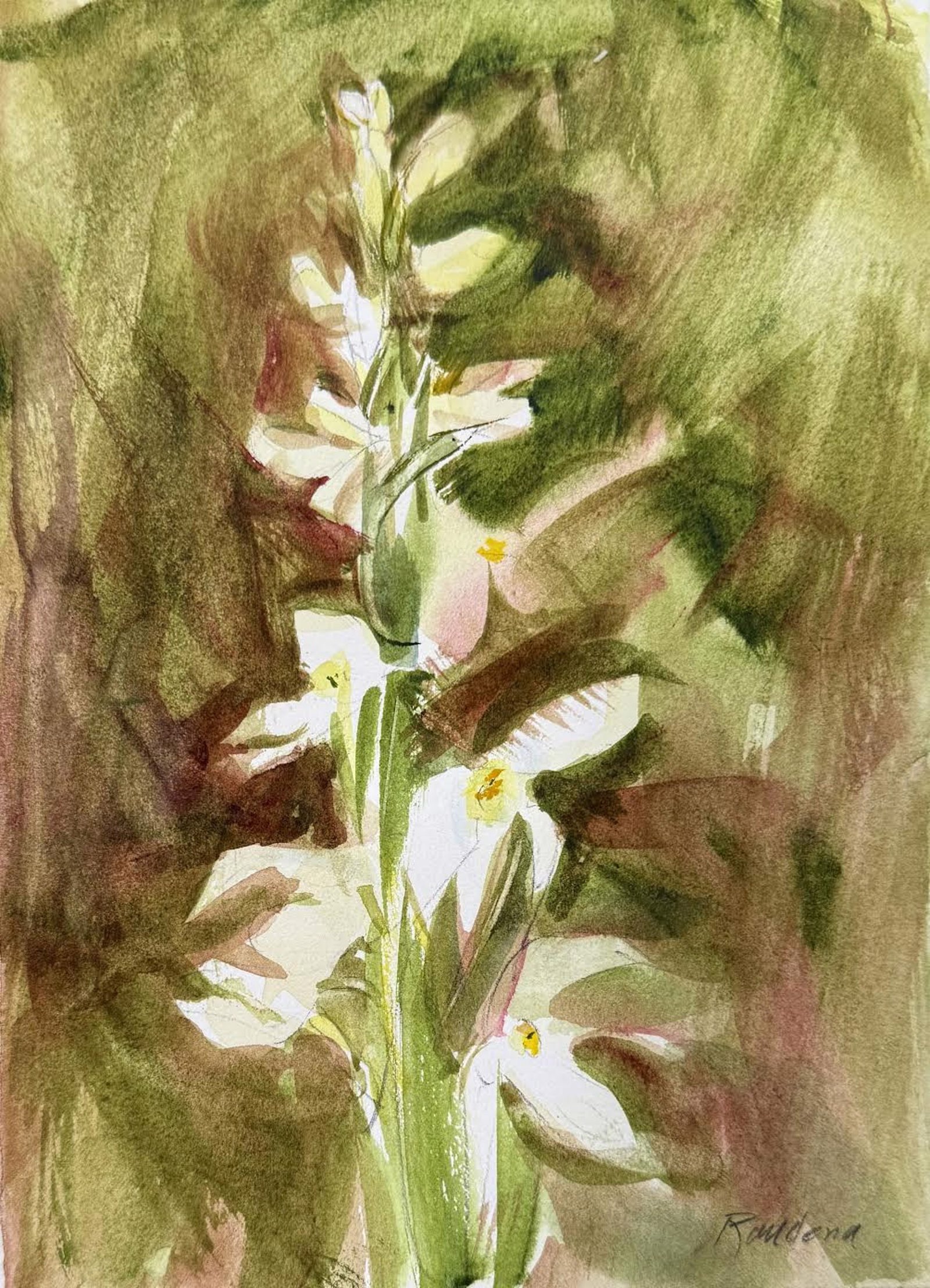 Bog Orchid