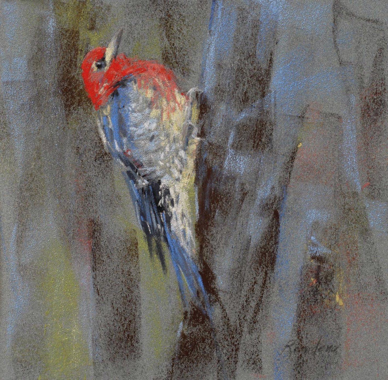 Red Breasted Sapsucker, 2023 by Randena Walsh by Randena Walsh