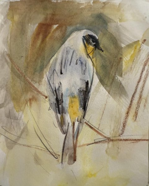 Yellow-Rumped Warbler by Randena Walsh
